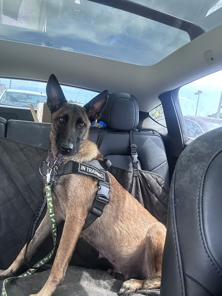 adoptable Dog in Imlay City, MI named Darby - Located in Florida