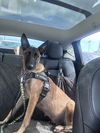 adoptable Dog in  named Darby - Located in Florida