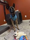 adoptable Dog in  named Mars - Located in Texas