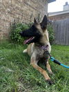 adoptable Dog in  named Venus - Located in Texas