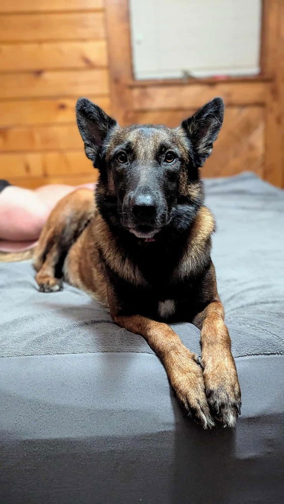 adoptable Dog in Imlay City, MI named Athena - Located in CO