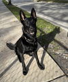 adoptable Dog in  named Cosmo - FKA Mako - Located in FL