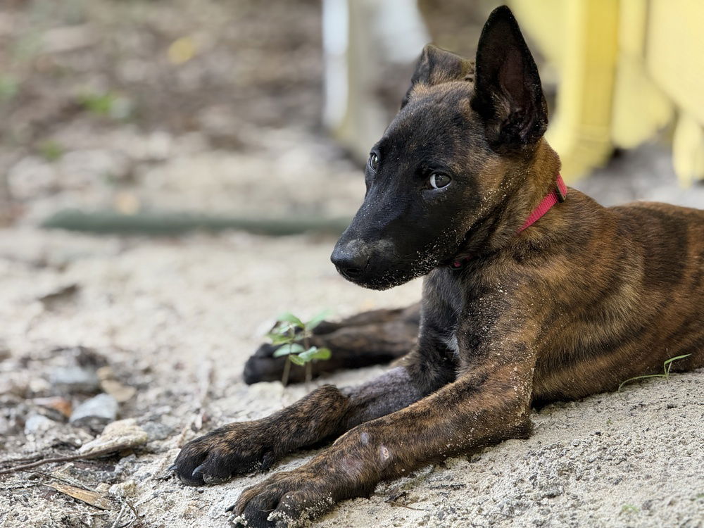 adoptable Dog in Imlay City, MI named Ash - Located in Florida