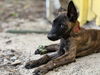 adoptable Dog in imlay city, MI named Ash - Located in Florida
