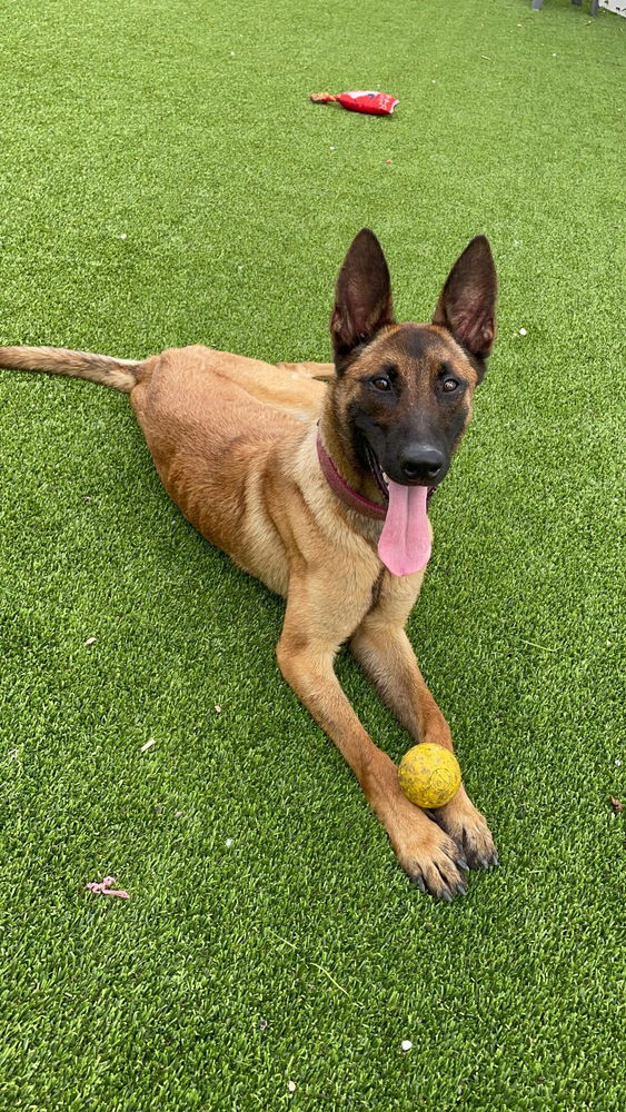 adoptable Dog in Imlay City, MI named LC - Thelma - Located in Florida