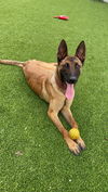 adoptable Dog in  named LC - Thelma - Located in Florida