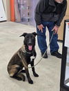 adoptable Dog in  named Tsunami - Located in Georgia
