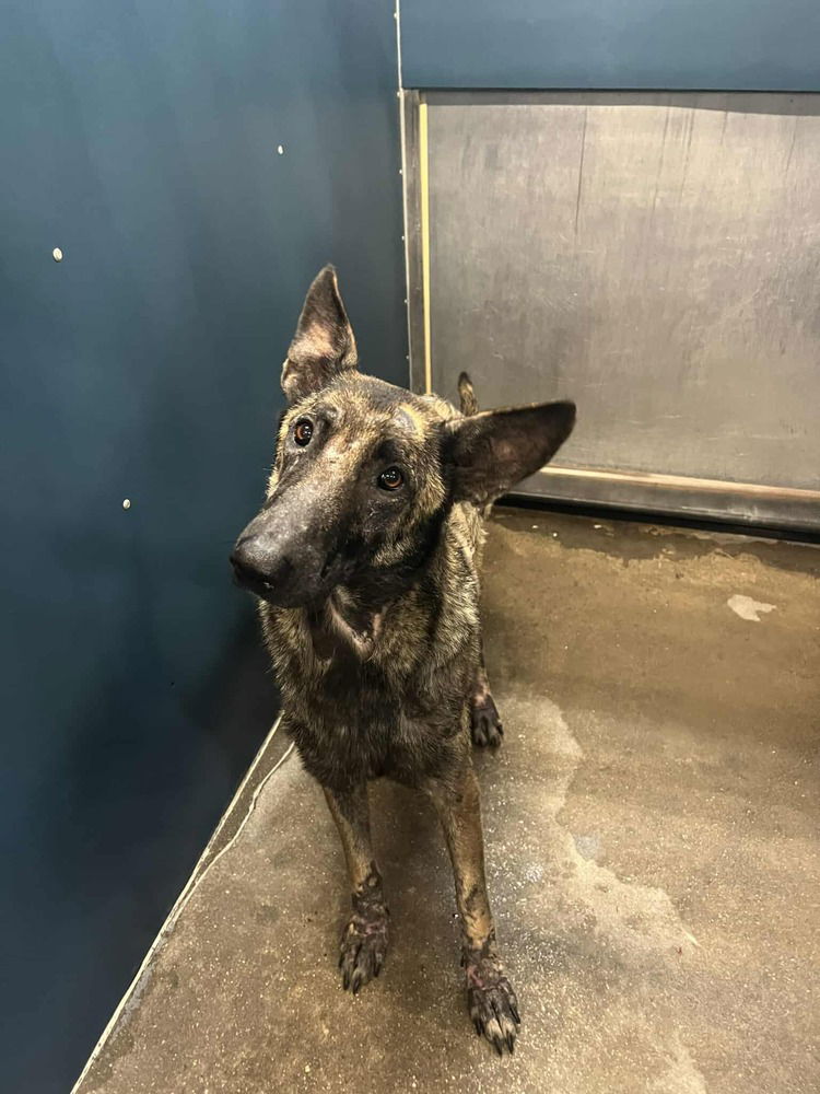 adoptable Dog in Imlay City, MI named Ada - Located in Nebraska