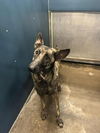 adoptable Dog in imlay city, MI named Ada - Located in Nebraska