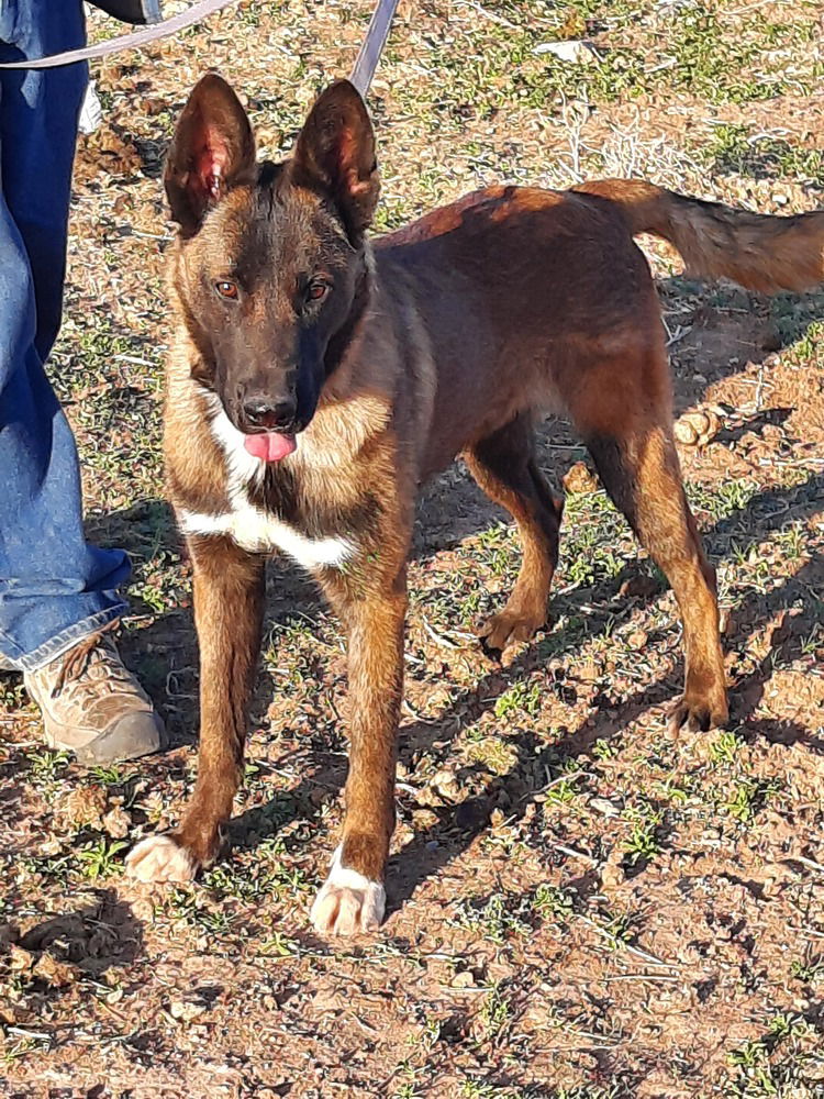 adoptable Dog in Imlay City, MI named Bullwinkle fka boba in New Mexico