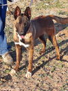 adoptable Dog in imlay city, MI named Bullwinkle fka boba in New Mexico