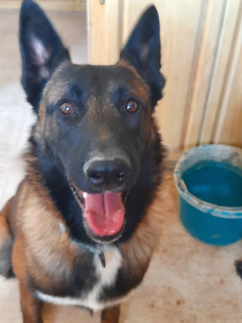 BULLWINKLE FKA BOBA IN NEW MEXICO - Belgian Shepherd Malinois available for adoption
