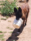 Bullwinkle fka boba in New Mexico - Photo 4