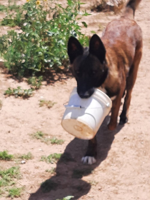 Bullwinkle fka boba in New Mexico — thumbnail 10