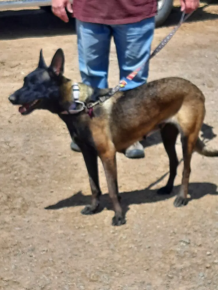 Bonnie Bell In New Mexico - Belgian Shepherd Malinois