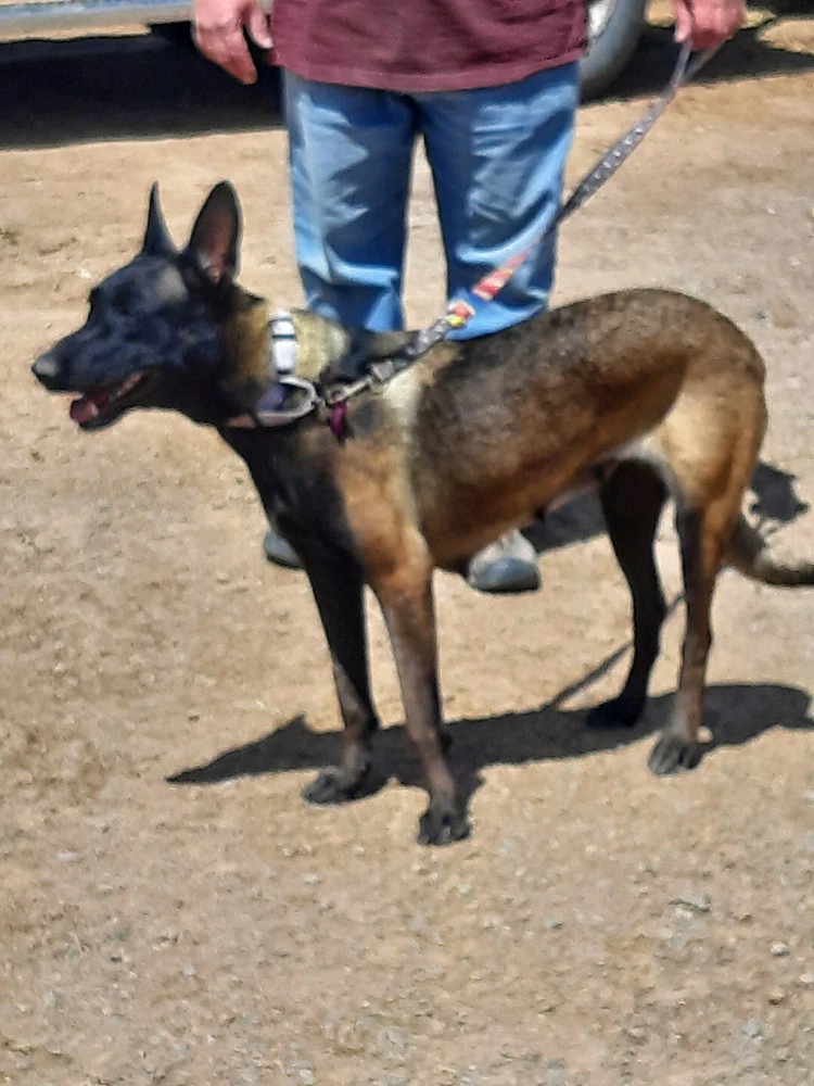 Bonnie Bell In New Mexico