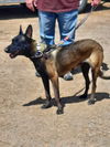 adoptable Dog in imlay city, MI named Bonnie Bell in New Mexico