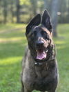 adoptable Dog in  named Luna Jane - Located in Northern MI