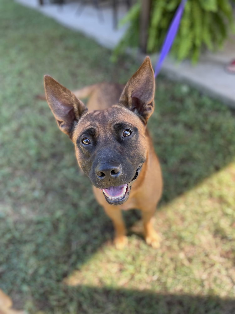 adoptable Dog in Imlay City, MI named Ranger - Located in Oklahoma