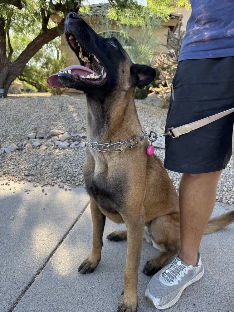adoptable Dog in Imlay City, MI named Nina located in AZ
