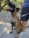 adoptable Dog in  named Nina located in AZ