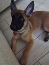adoptable Dog in imlay city, MI named Baby Pixel- Located in Texas