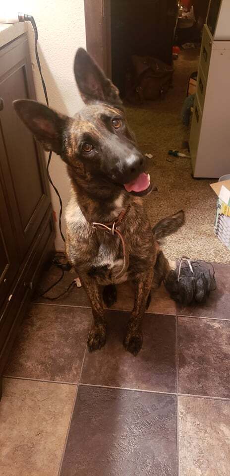 DUCHESS - LOCATED IN ILLINOIS - Dutch Shepherd / Belgian Shepherd Malinois available for adoption