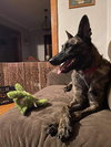 Duchess - located in Illinois - Photo 2