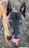 adoptable Dog in  named Rosa in OR