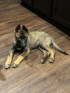 adoptable Dog in , MI named Toro - Located in Florida