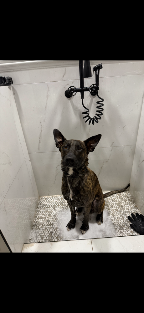 adoptable Dog in Imlay City, MI named Jager - Located in Florida