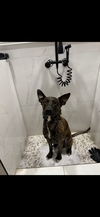 adoptable Dog in  named Jager - Located in Florida