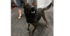 adoptable Dog in  named Cheese - Located in Florida