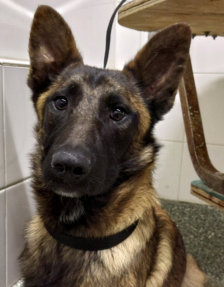 adoptable Dog in Imlay City, MI named Maggie - located in CA