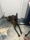 adoptable Dog in  named Sniper - Located In Florida
