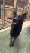 adoptable Dog in , MI named Cash - Located in Oklahoma