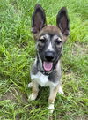 adoptable Dog in , MI named Lobo - Located in Florida