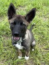 adoptable Dog in , MI named Rico - Located in Florida copy