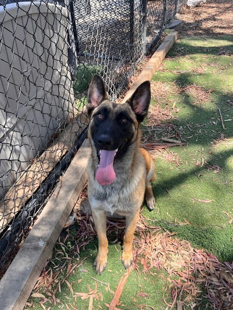 adoptable Dog in Imlay City, MI named Miss Delta in CA