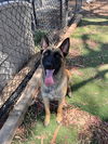 adoptable Dog in  named Miss Delta in CA