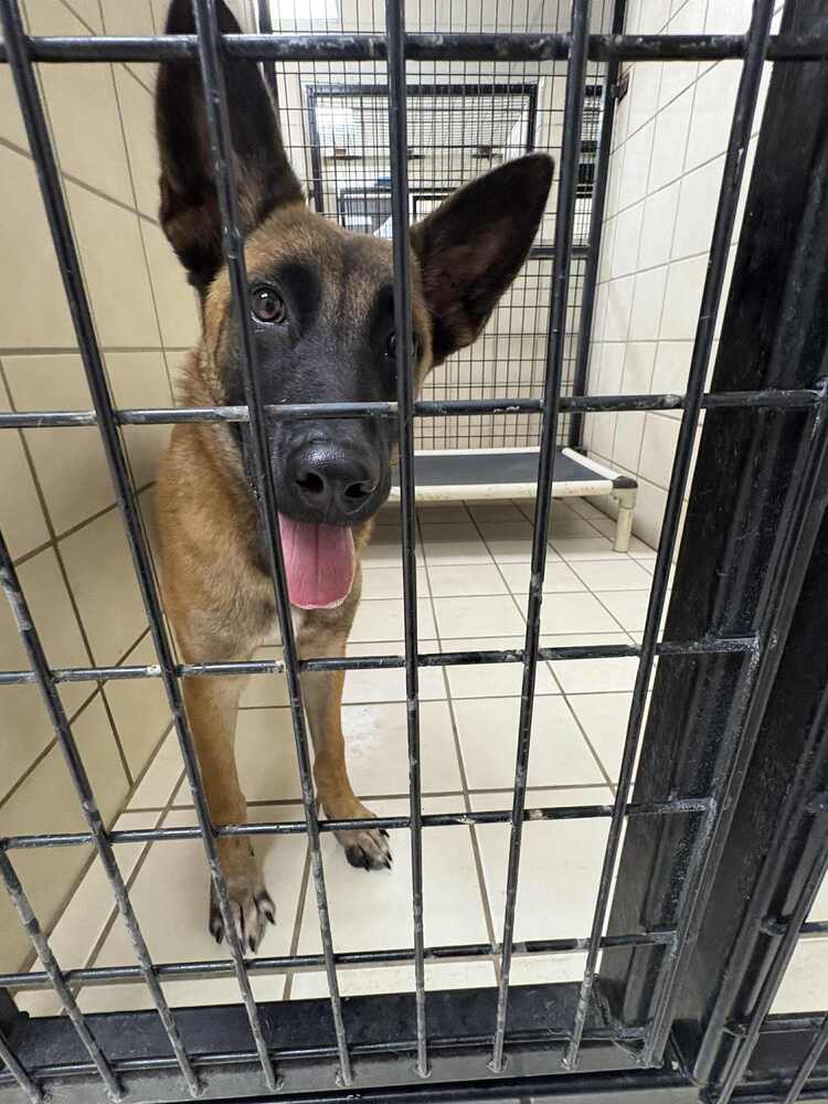 adoptable Dog in Imlay City, MI named Dream - Located in TX