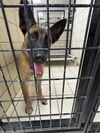 adoptable Dog in , MI named Dream - Located in TX