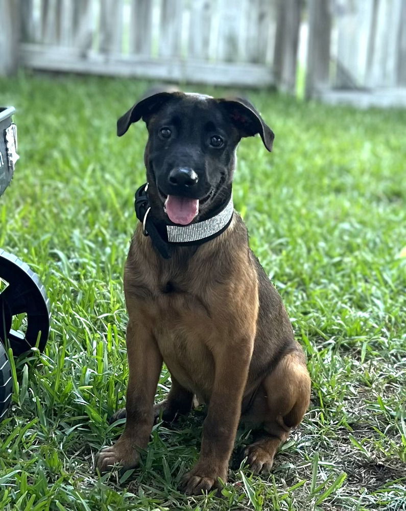 adoptable Dog in Imlay City, MI named Viggo - Located in Florida