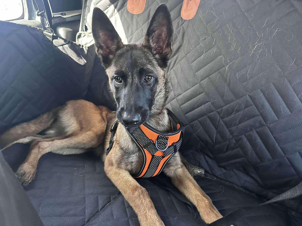adoptable Dog in Imlay City, MI named Ru - Located in Michigan