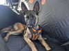 adoptable Dog in  named Ru - Located in Michigan