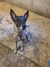 adoptable Dog in  named Maggie May - Located in Florida