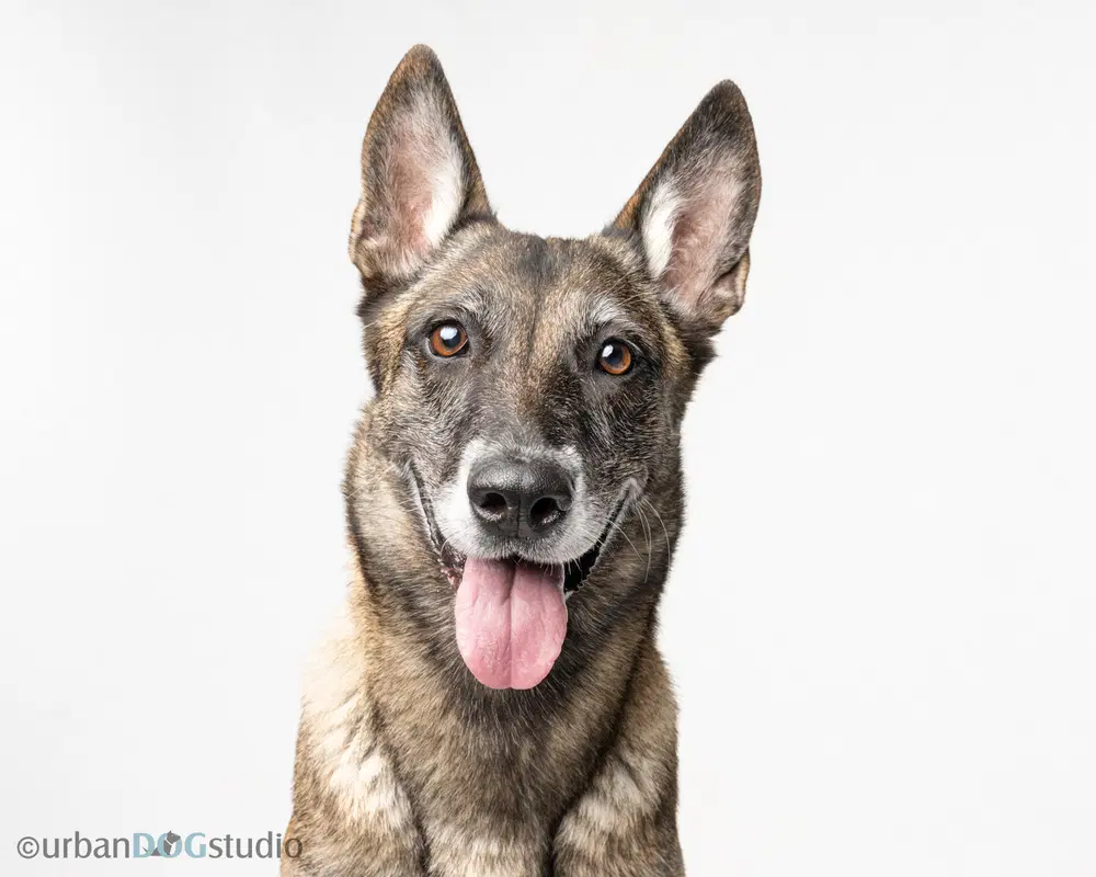 Maggie May - Located In Florida - Belgian Shepherd Malinois