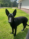 adoptable Dog in , MI named Bridget - Located in Georgia