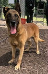 Tiago - Located in GA - Photo 2