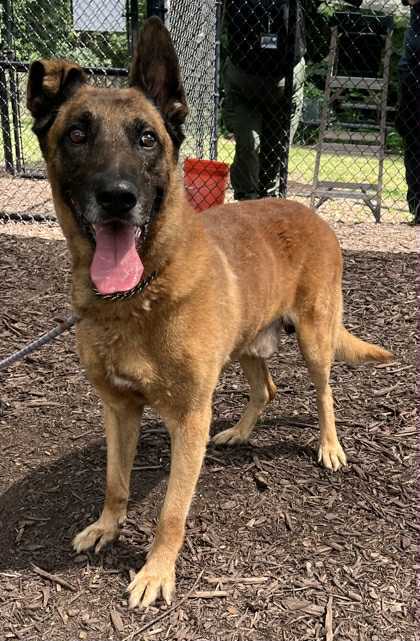 TIAGO - LOCATED IN GA - Belgian Shepherd Malinois available for adoption